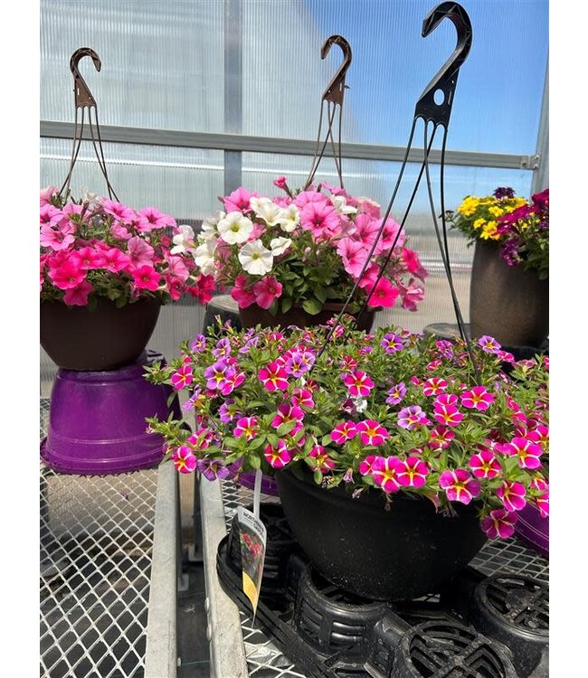 Sun Mix Hanging Basket 14in [1]