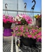 Sun Mix Hanging Basket 14in [1]