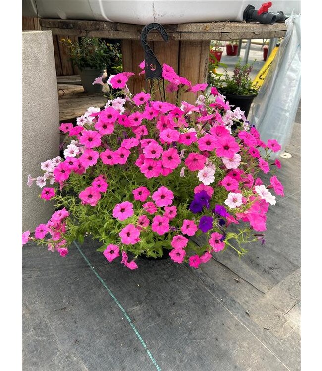 Sun Mix Hanging Basket 14in [1]