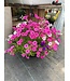 Sun Mix Hanging Basket 14in [1]