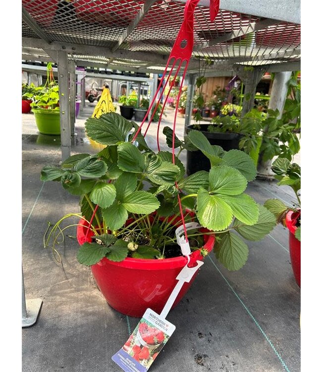 Strawberry Hanging Basket 12in [1]