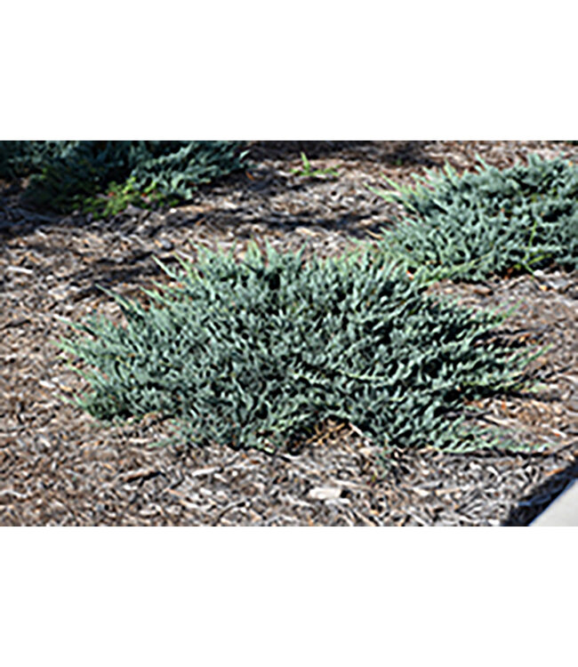 Juniperus horizontalis (Blue Chip Juniper) 2gal [1]