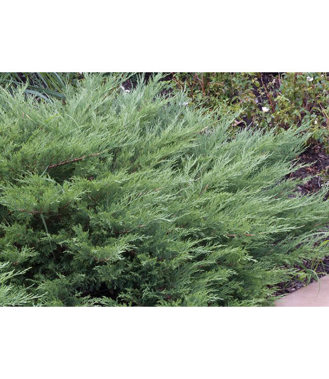 Juniperus sabina  (Blue Danube Juniper) 2gal [1]
