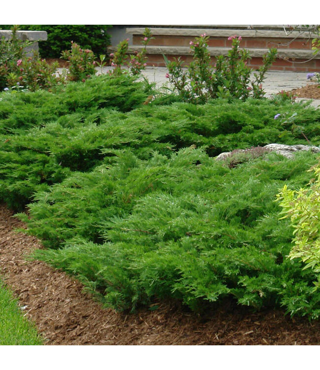 Juniperus sabina 'Monna' (Calgary Carpet Juniper) 2gal [1]