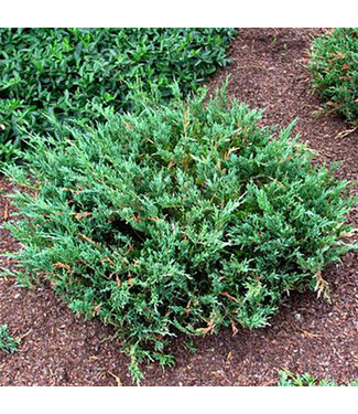 Livingstone Juniperus horizontalis  (Compact Plumosa Juniper) 2gal [1]