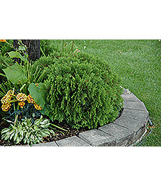 Livingstone Thuja occidentalis  (Danica Cedar) 2gal [1]