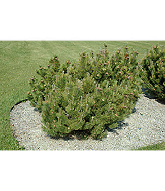 Livingstone Pinus mugo pumilio (Dwarf Mugo Pine) 2gal [1]