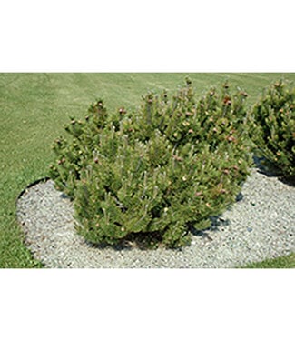 Livingstone Pinus mugo pumilio (Dwarf Mugo Pine) 5gal [1]