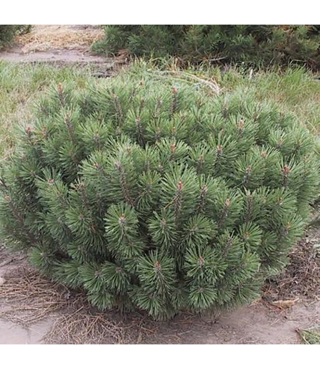 Pinus mugo mughus (Mugo Pine) 2gal [1]