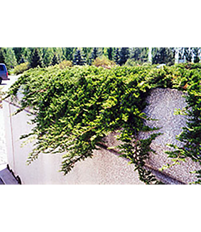 Juniperus horizontalis  (Prince of Wales Juniper) 2gal [1]