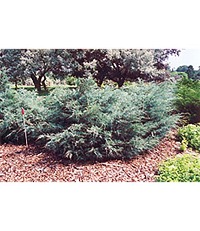 Juniperus sabina  (Savin Juniper) 2gal [1]