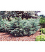 Juniperus sabina  (Savin Juniper) 2gal [1]