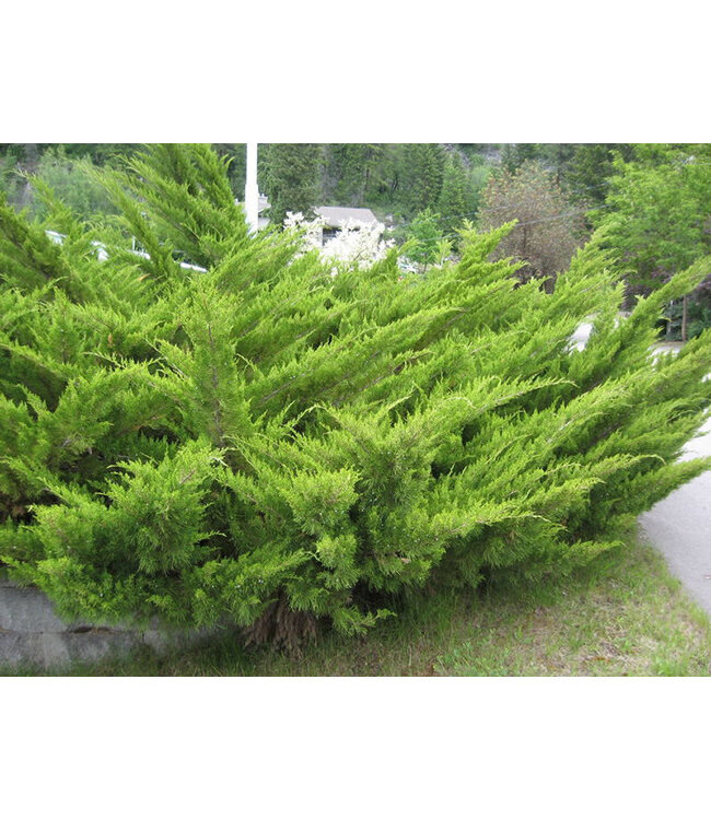 Juniperus sabina  (Savin Juniper) 2gal [1]