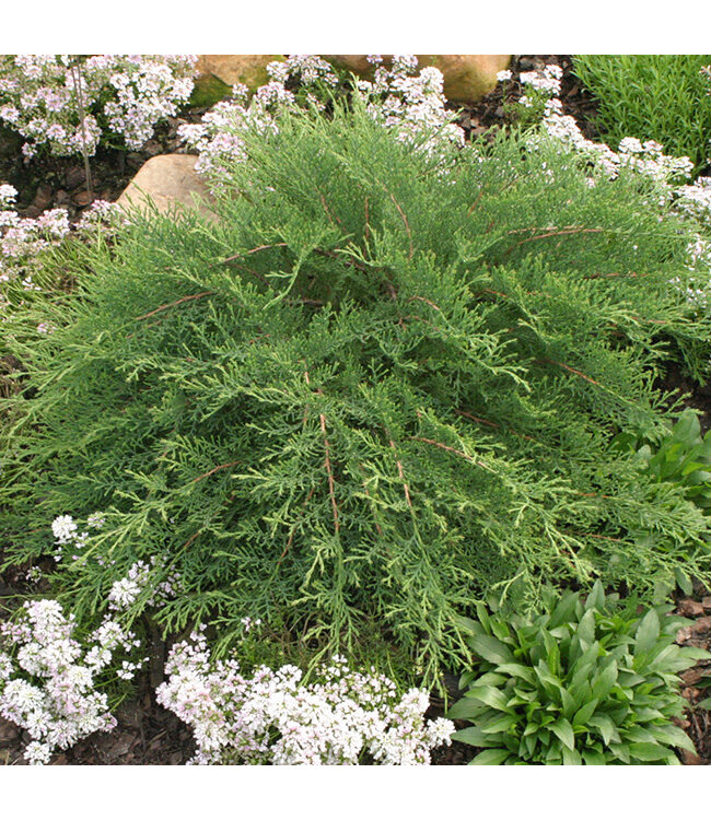 Microbiota decussata (Celtic Pride) 2gal [2]