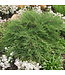 Microbiota decussata (Celtic Pride) 2gal [2]