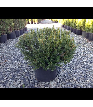 Livingstone Taxus cuspidata  (Morden Yew) 2gal [1]