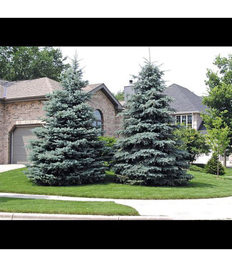 Livingstone Picea pungens  (Baby Blue Colorado Spruce) 5gal [1]