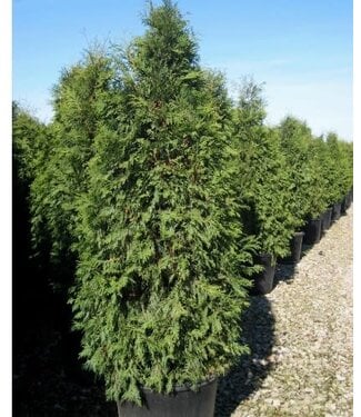 Livingstone Thuja occidentalis 'Nigra' (Dark Green Cedar) 2gal [1]