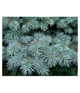 Livingstone Picea glauca (Select Blue Colorado Spruce) 5ft WB [1]