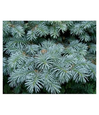 Livingstone Picea glauca (Select Blue Colorado Spruce) 6ft WB [1]
