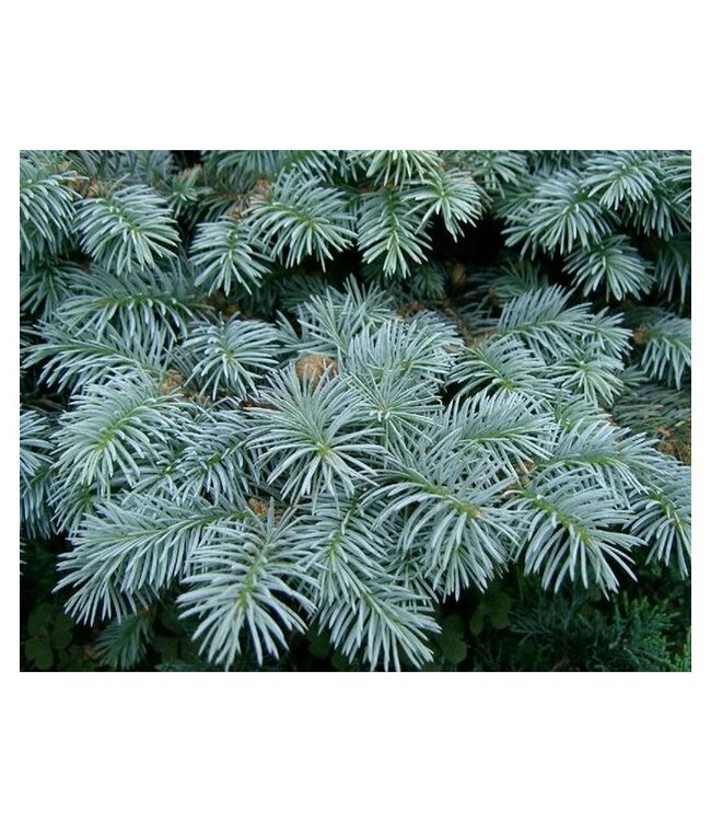 Picea glauca (Select Blue Colorado Spruce) 7ft WB [1]