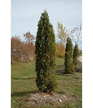 Livingstone Thuja occidentalis  (Skybound Cedar) 6ft WB [1]