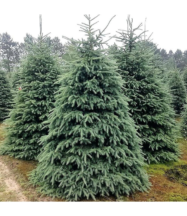 Picea glauca ftDensataft (Black Hills White Spruce) 5ft WB [1]