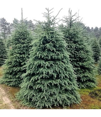 Livingstone Picea glauca Densata (Black Hills White Spruce) 6ft WB [1]