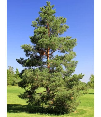 Livingstone Pinus sylvestris (Scots Pine) 3-0 BR Sdlg [1]