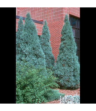 Livingstone Juniperus scopulorum  (Medora Juniper) 3ft5gal [1]