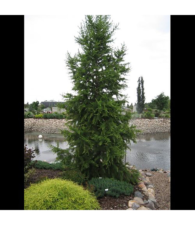 Larix (Siberian Larch)5 gal[3]