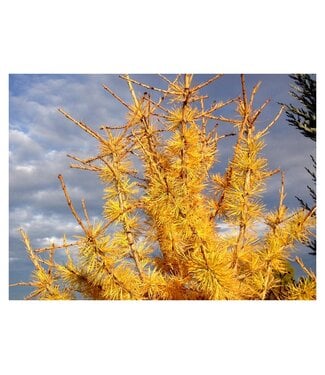 Livingstone Larix siberica (Siberian Larch) 8ft WB [1]