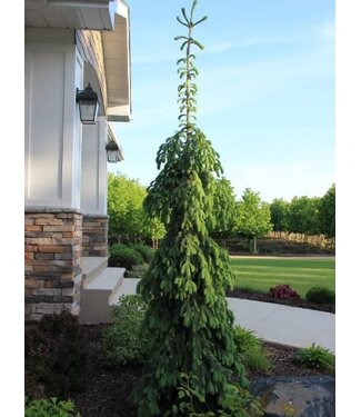 Livingstone Picea glauca 'Pendula' (Weeping White Spruce) 3ft5gal [1]