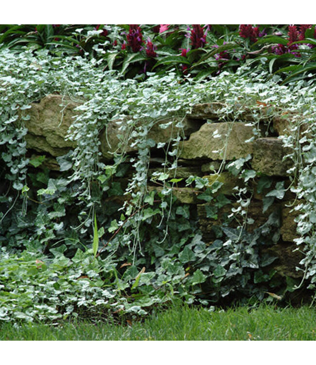 Dichondra agrentea 'Silver Falls' (® Grass ) 4.5in [1]