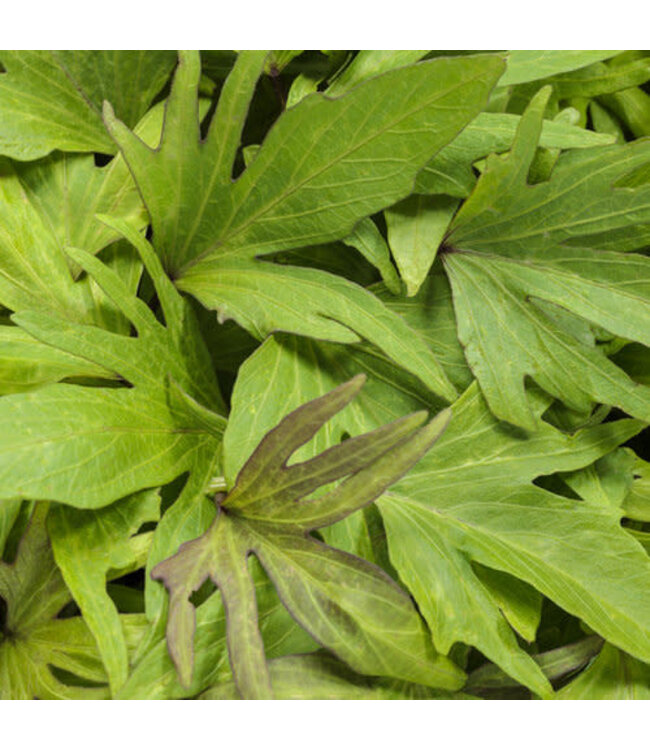 Ipomoea (Sweet Caroline Medusa Green) 4in [2]