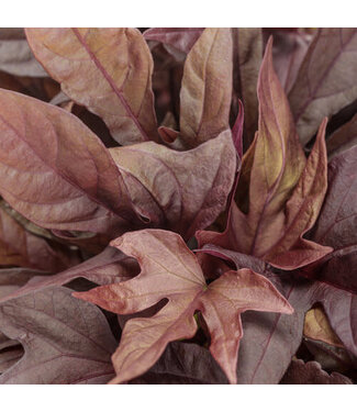 Livingstone Ipomoea (Sweet Caroline Red Hawk) 4in [2]