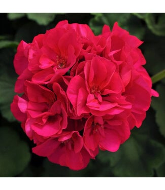 Livingstone Pelargonium hortorum Dynamo™ 'Violet' (Geranium) 4.5in [1]
