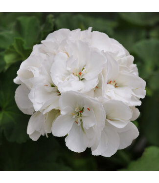 Livingstone Pelargonium hortorum Dynamo™ 'White' (Geranium) 4.5in [1]
