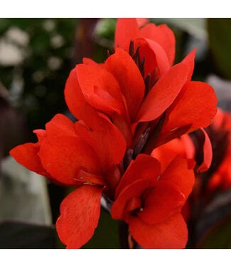 Livingstone Canna Cannova® 'Bronze Scarlet' 1gal [1]