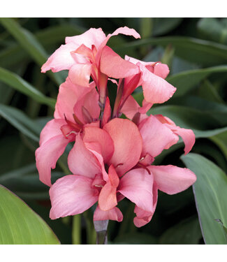 Livingstone Canna Cannova® 'Mango' 1gal [1]