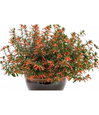Livingstone Cuphea x 'Vermillionarie' (® Firecracker Plant ) 1gal [1]