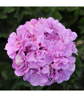 Livingstone Geranium (Precision Lavender Blue) 5in [2]