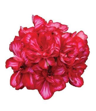 Livingstone Geranium (Precision Red Ice) 5in [2]