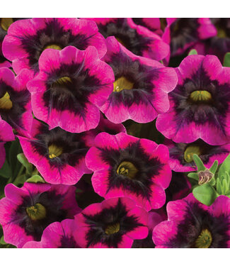Livingstone Calibrachoa Superbells® 'Blackcurrant Punch' 4.5in [1]