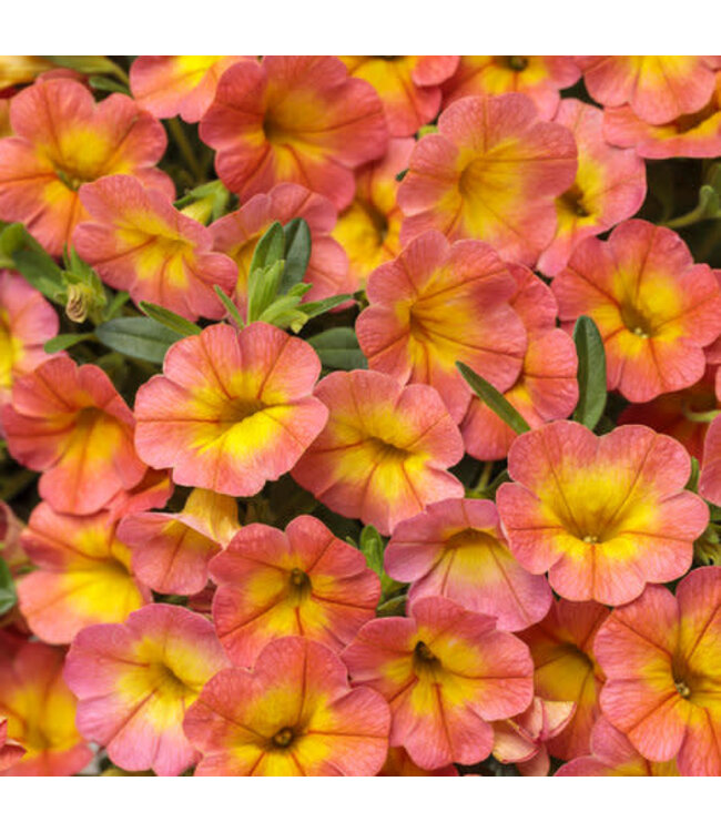 Calibrachoa Superbells® 'Coral Sun' 4.5in [1]