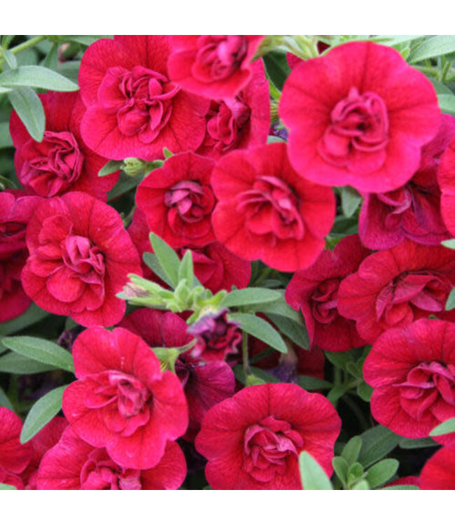 Calibrachoa Superbells® 'Double Ruby' 4.5in [1]