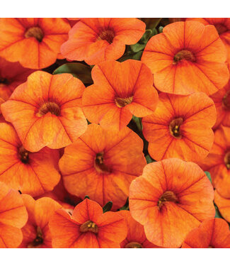 Livingstone Calibrachoa Superbells® 'Dreamsicle' 4.5in [1]