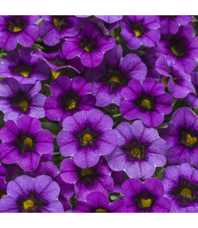 Calibrachoa Superbells® 'Grape Punch' 4.5in [1]