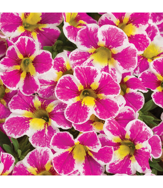 Livingstone Calibrachoa Superbells® 'Holy Cow!' 4.5in [1]