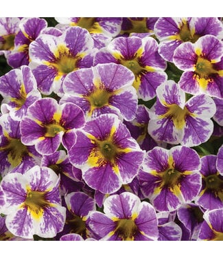 Livingstone Calibrachoa Superbells® 'Holy Smokes!' 4.5in [1]